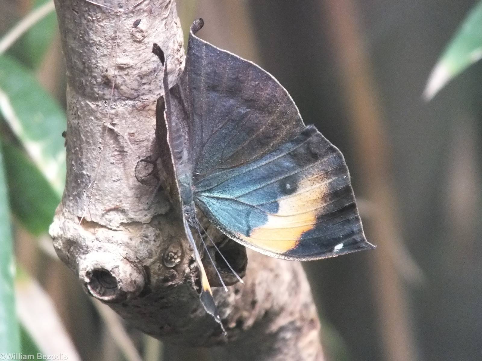 Orange Oakleaf Butterfly