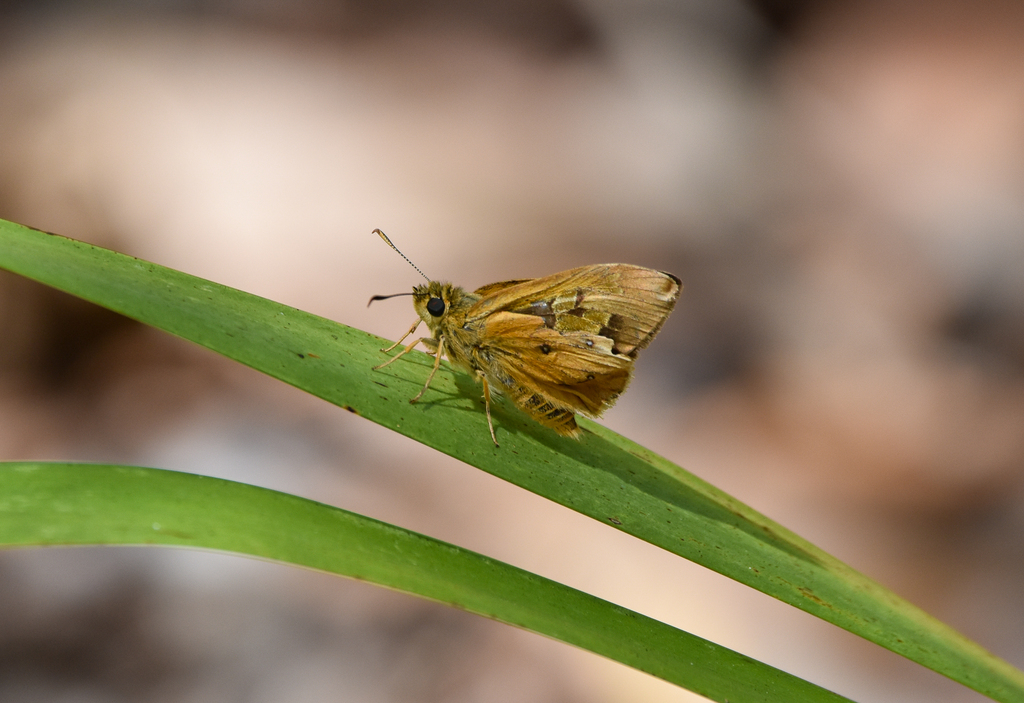 Orange Ochre, Trapezites eliena