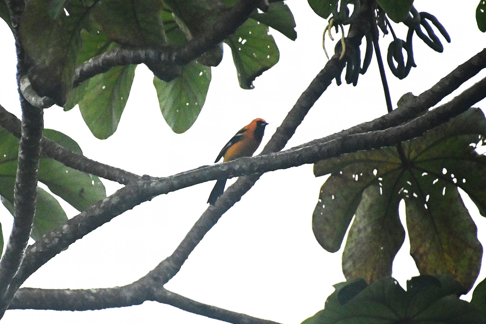 Orange oriole (Icterus auratus)