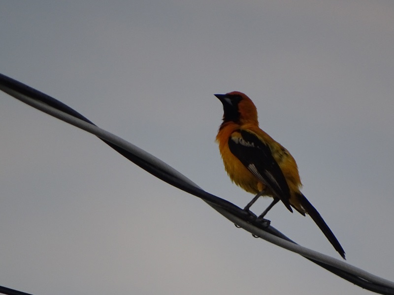 Orange oriole