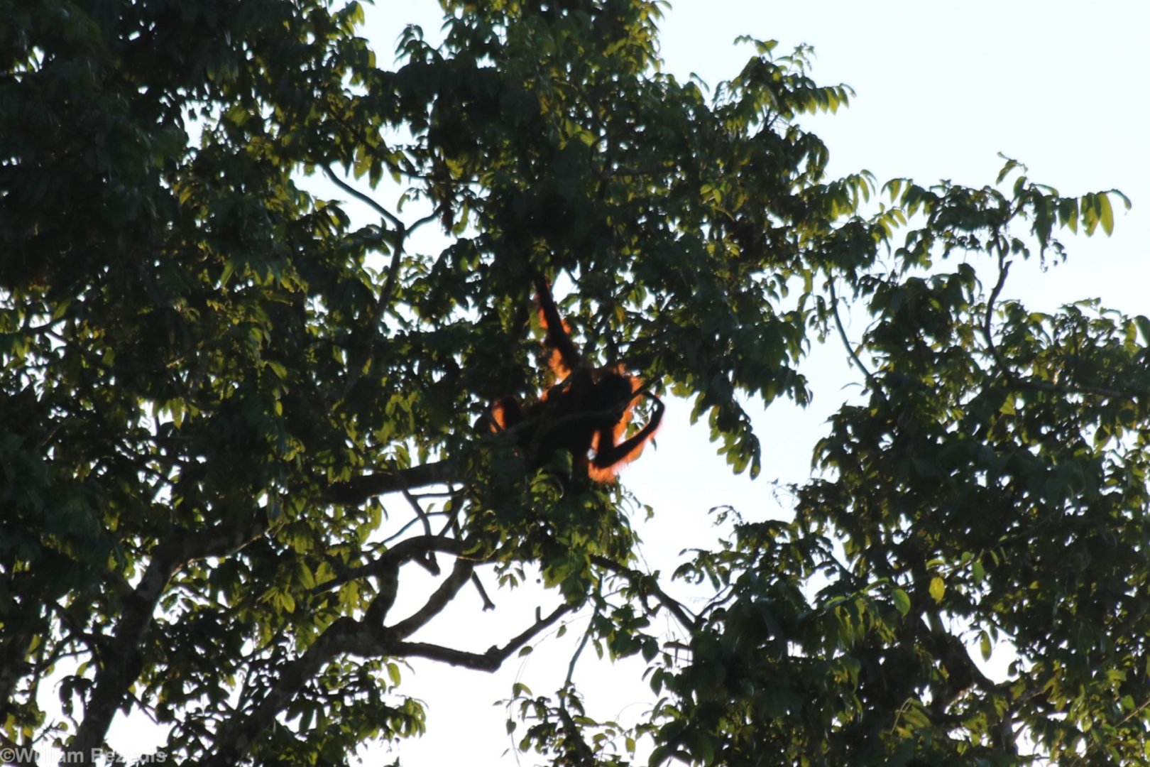Orange Outline of an Orangutan at Sunrise - Kinabatangan