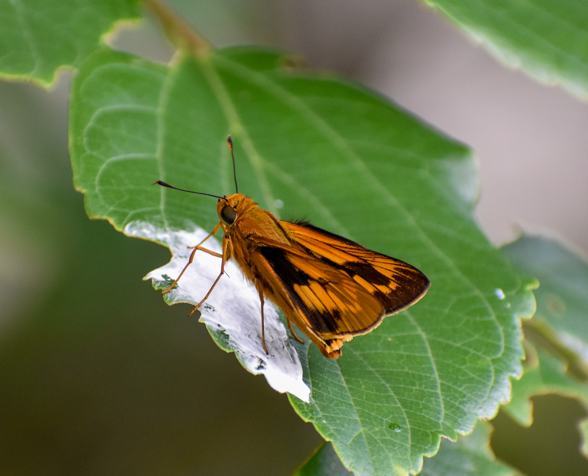 Orange Palm-dart, Cephrenes augiades