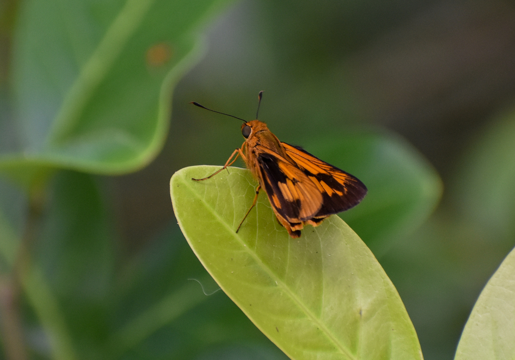 Orange Palm-Dart, Cephrenes augiades