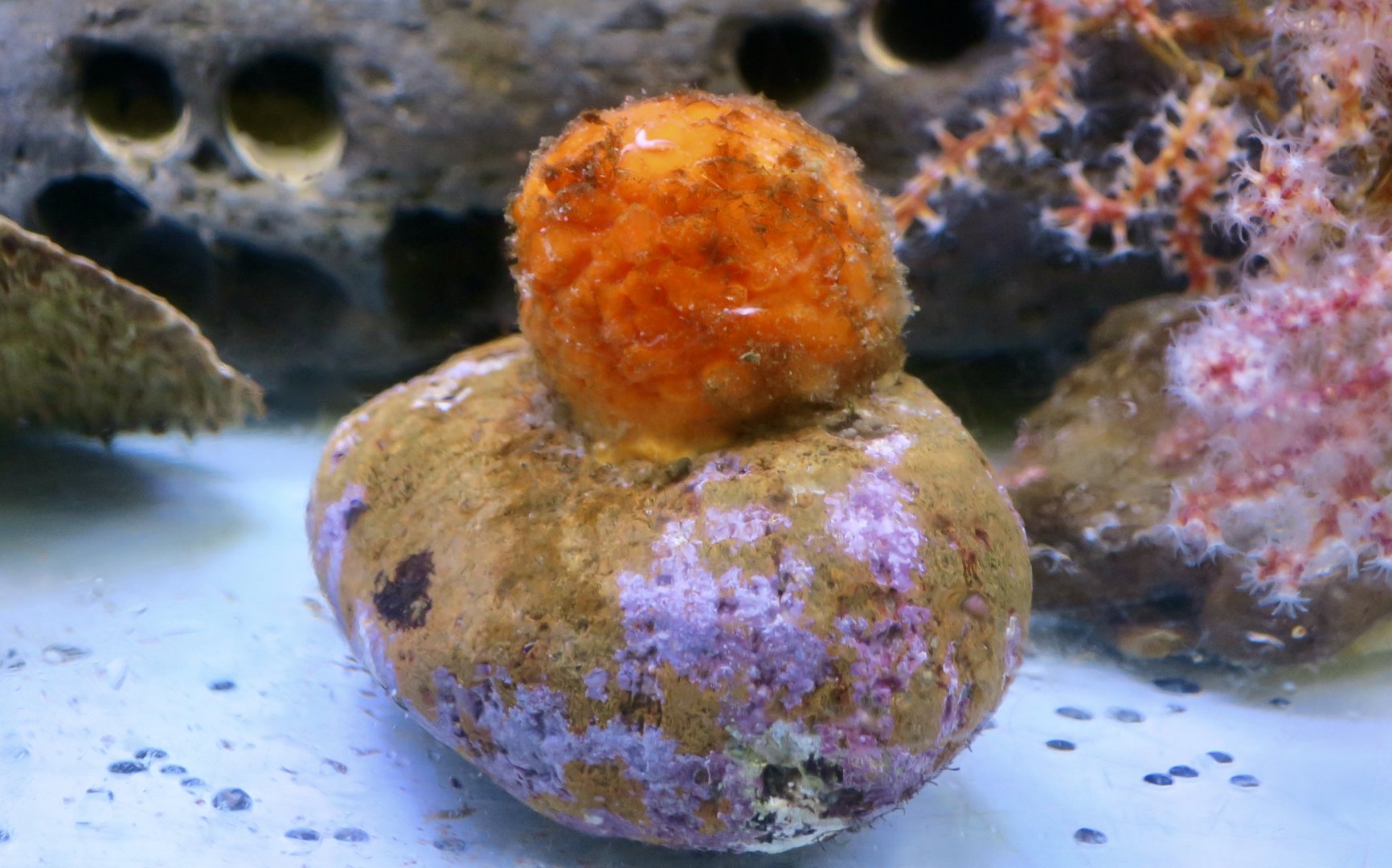 Orange Puffball Sponge (Tethya aurantium)