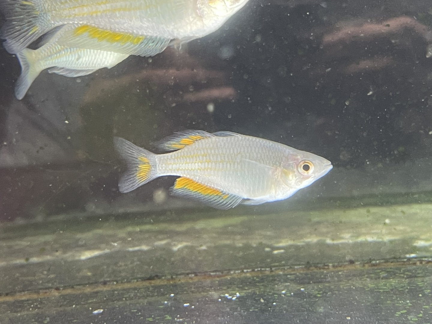 orange rainbowfish (melanotaenia cf. parkinsoni)