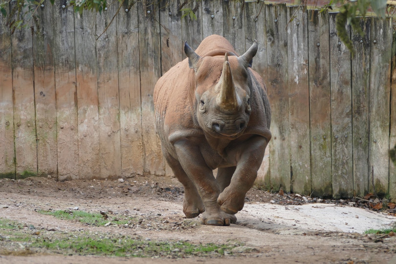 Orange rhino, December 2019