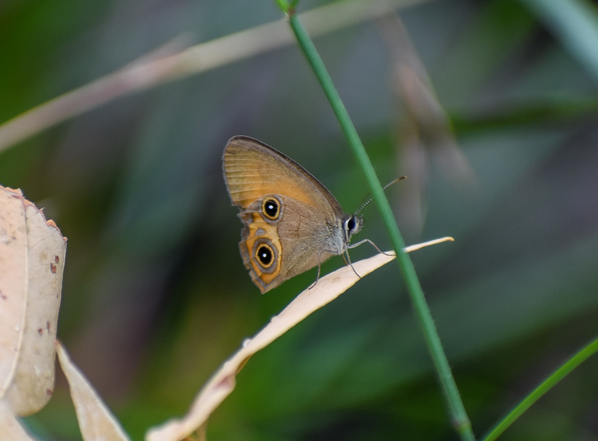 Orange Ringlet (Hypocysta adiante)
