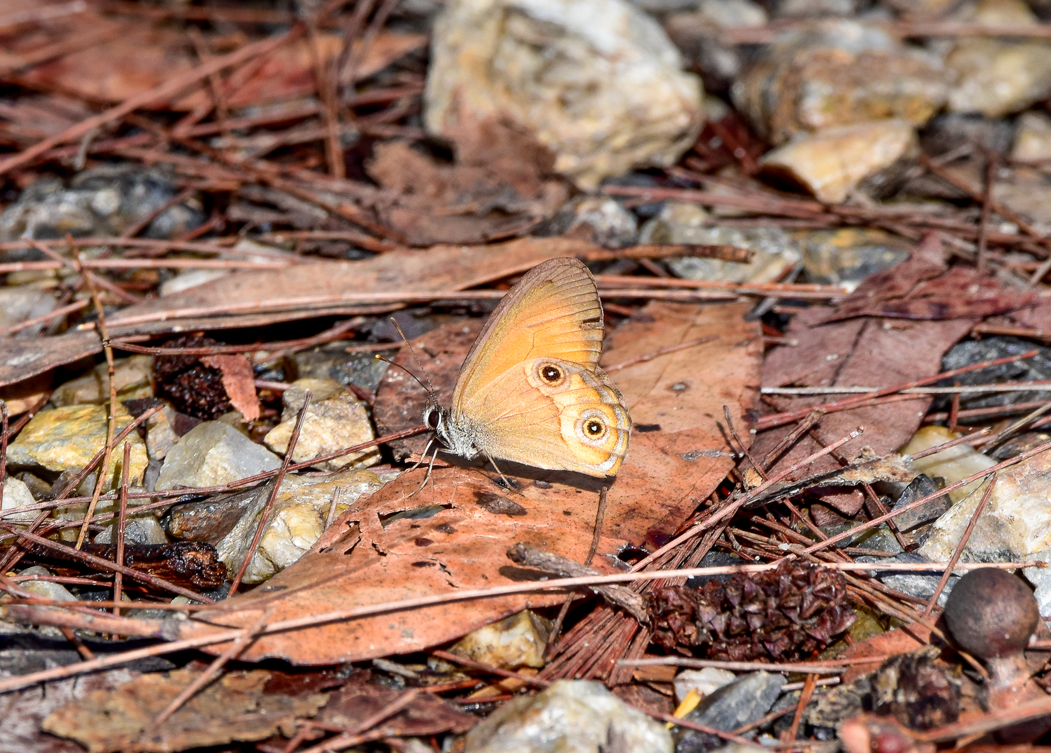 Orange Ringlet, Hypocysta adiante