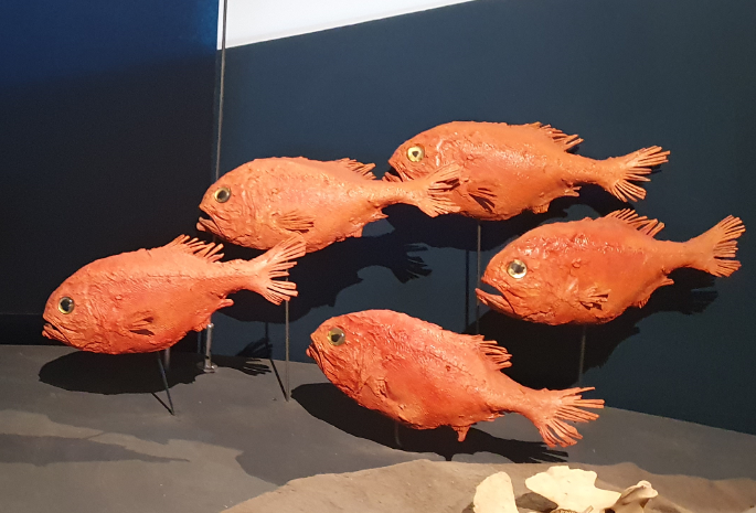 Orange Roughy - Tasmanian Museum and Art Gallery