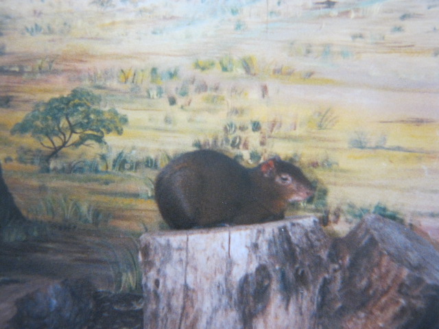 Orange-rumped Agouti 12/3/90.