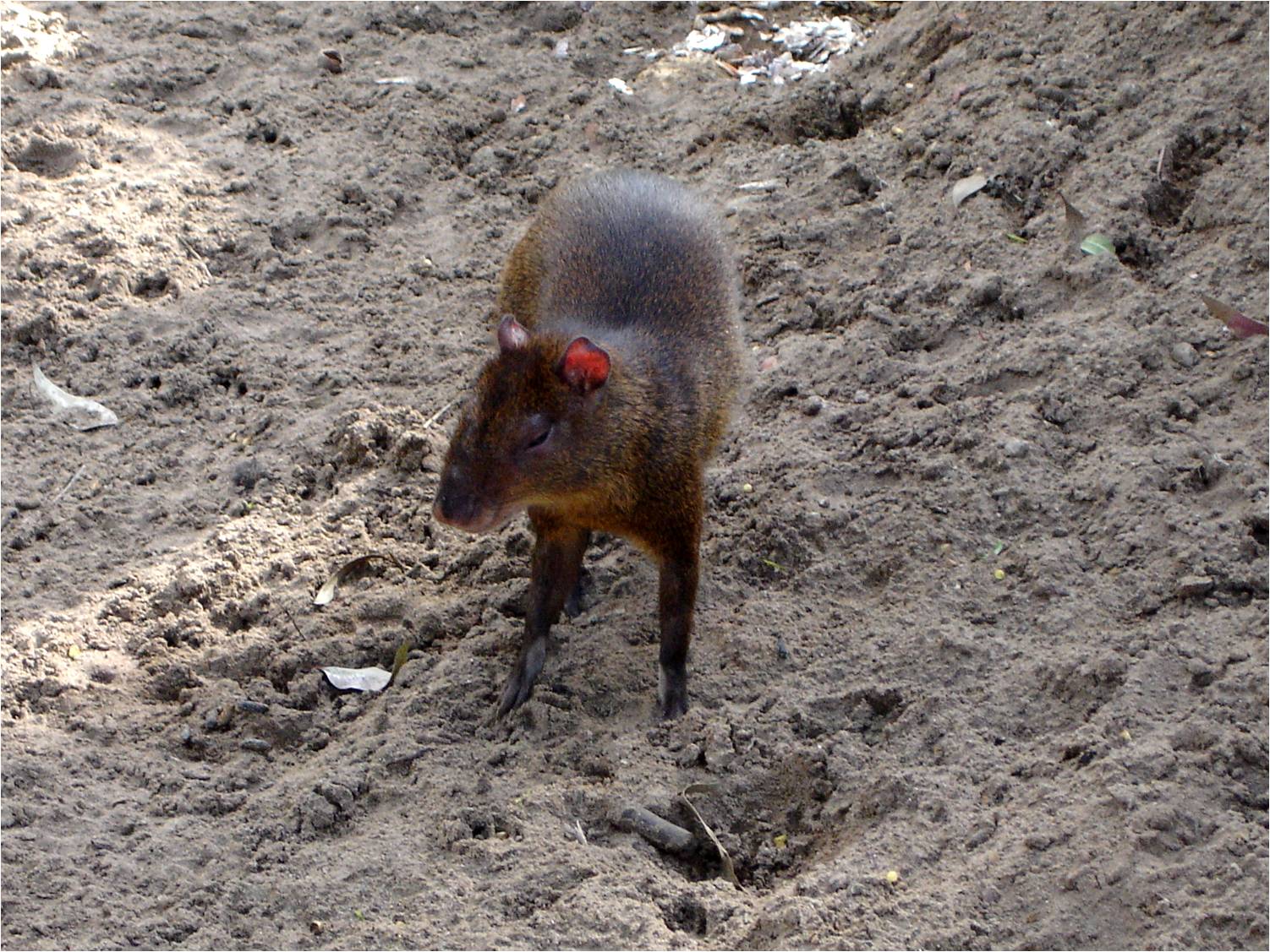 Orange-Rumped Agouti at Jardim Zoológico de Lisboa, 13/04/08