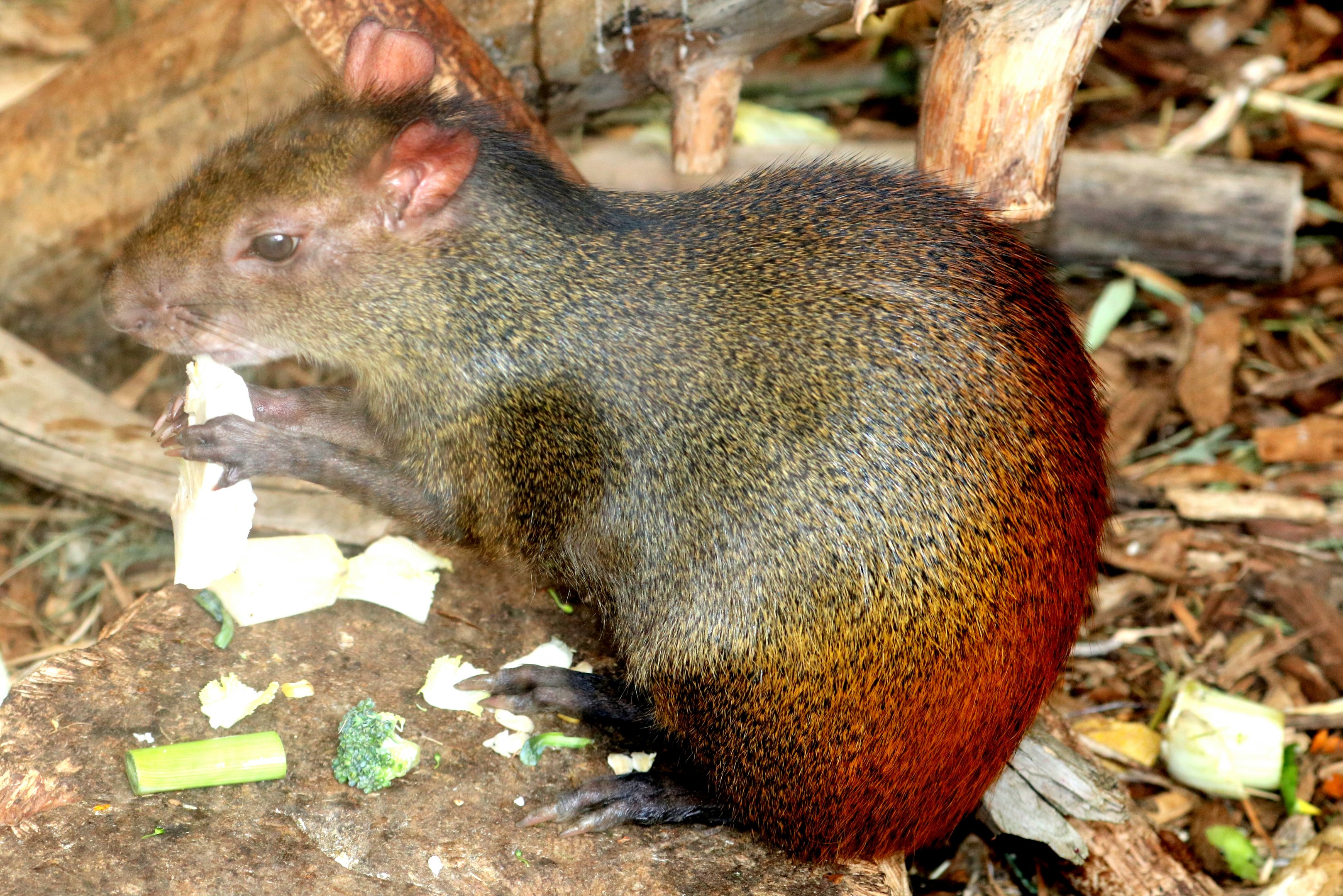 Orange-rumped agouti; Ventura; 20th July 2019