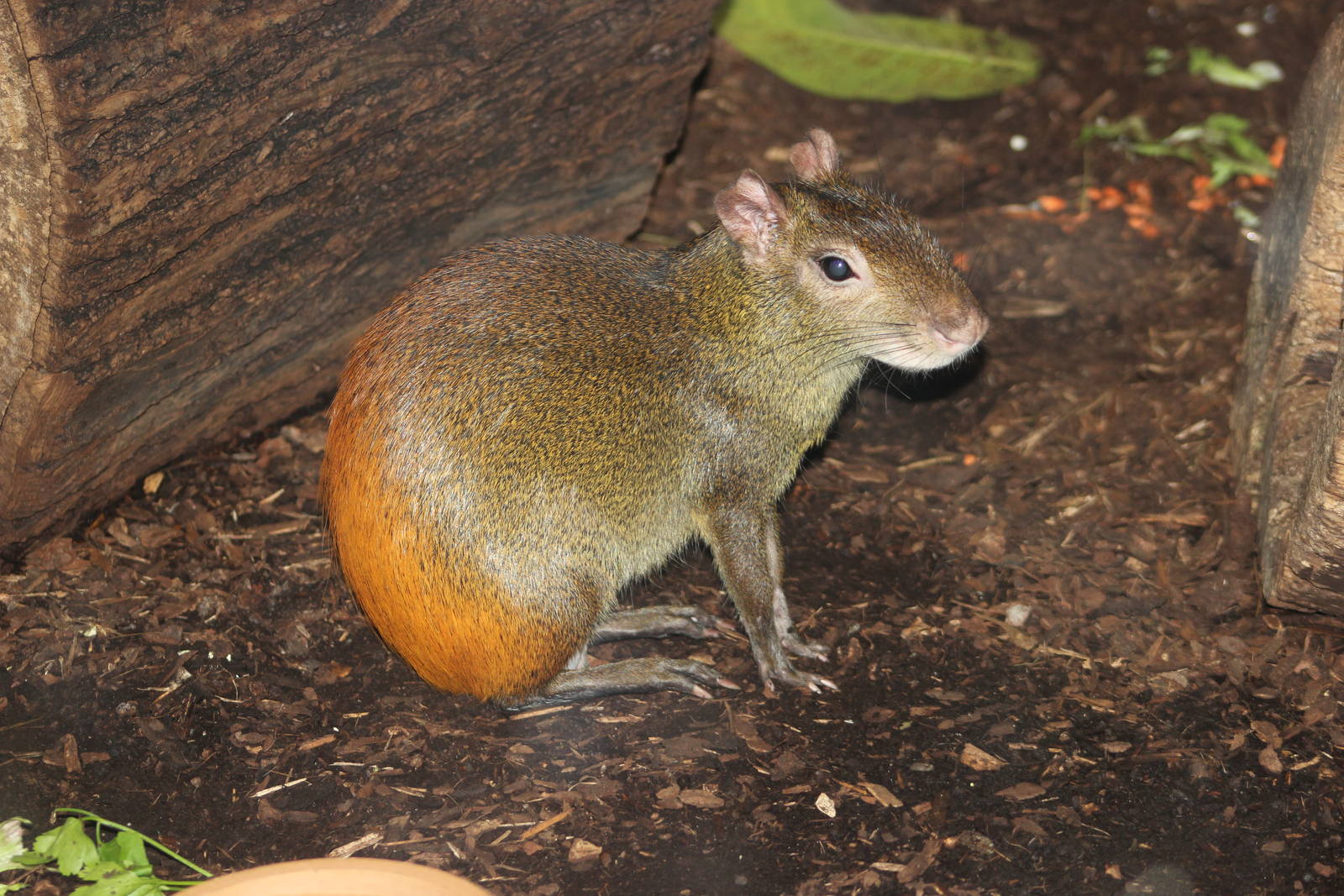 Orange-rumped agouti