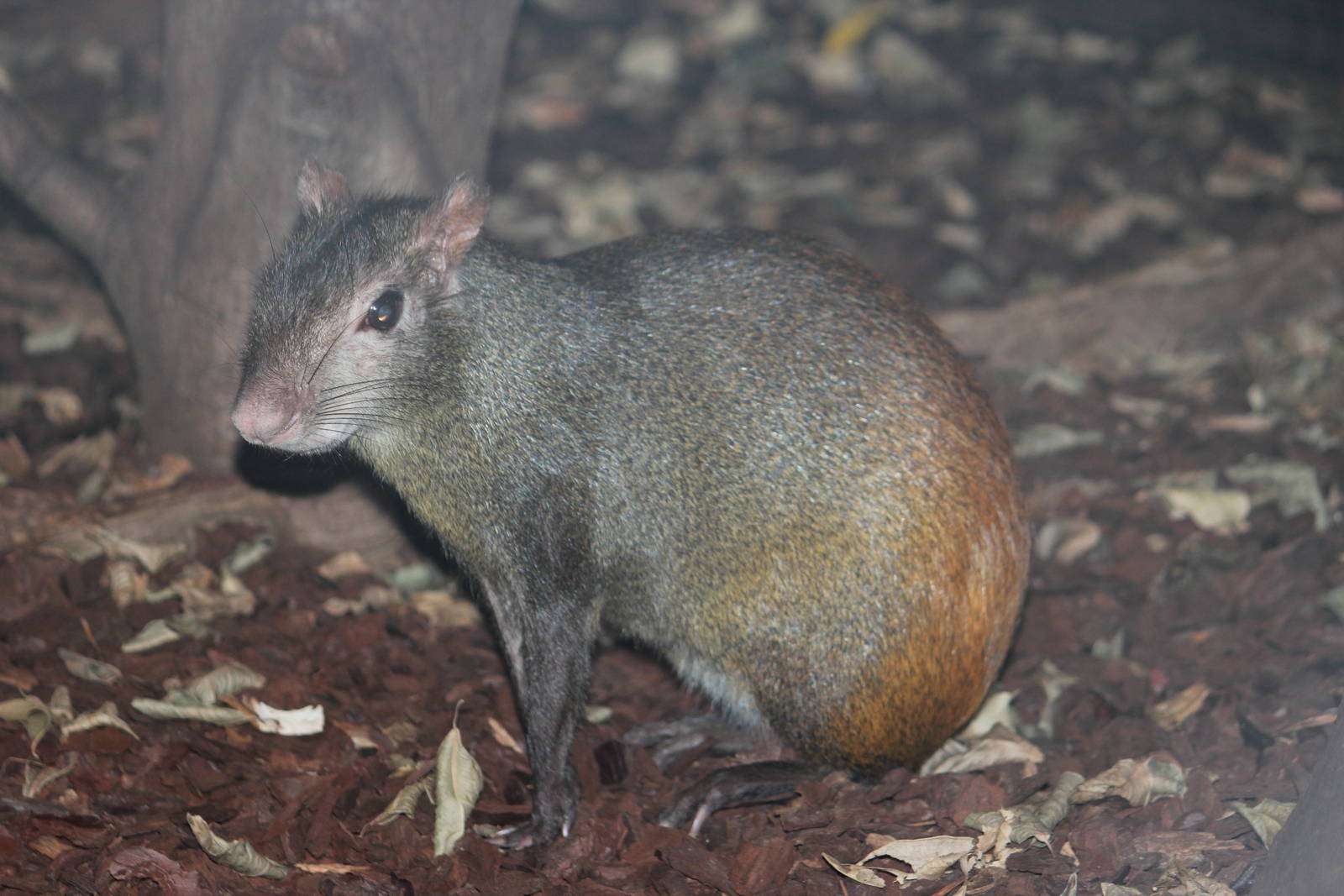 Orange-rumped agouti