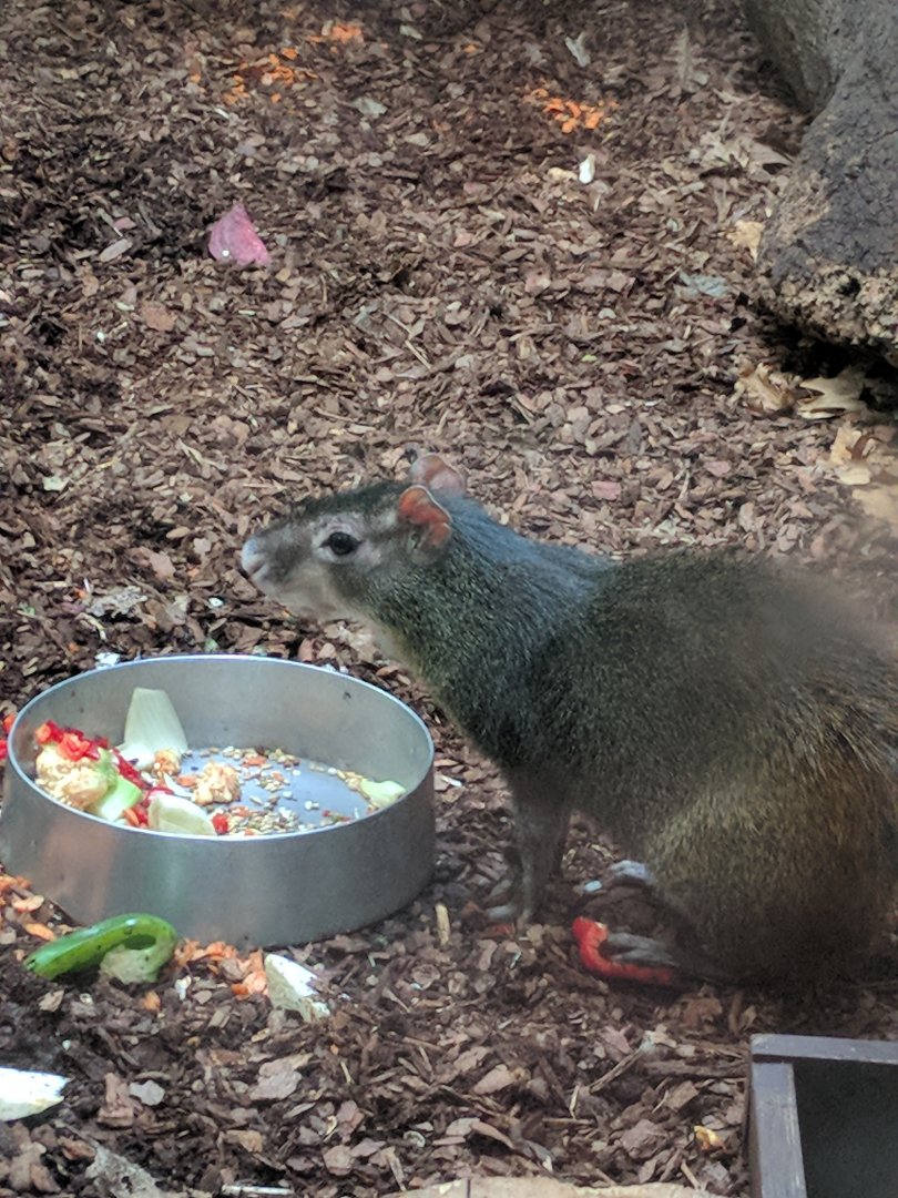 Orange Rumped Agouti