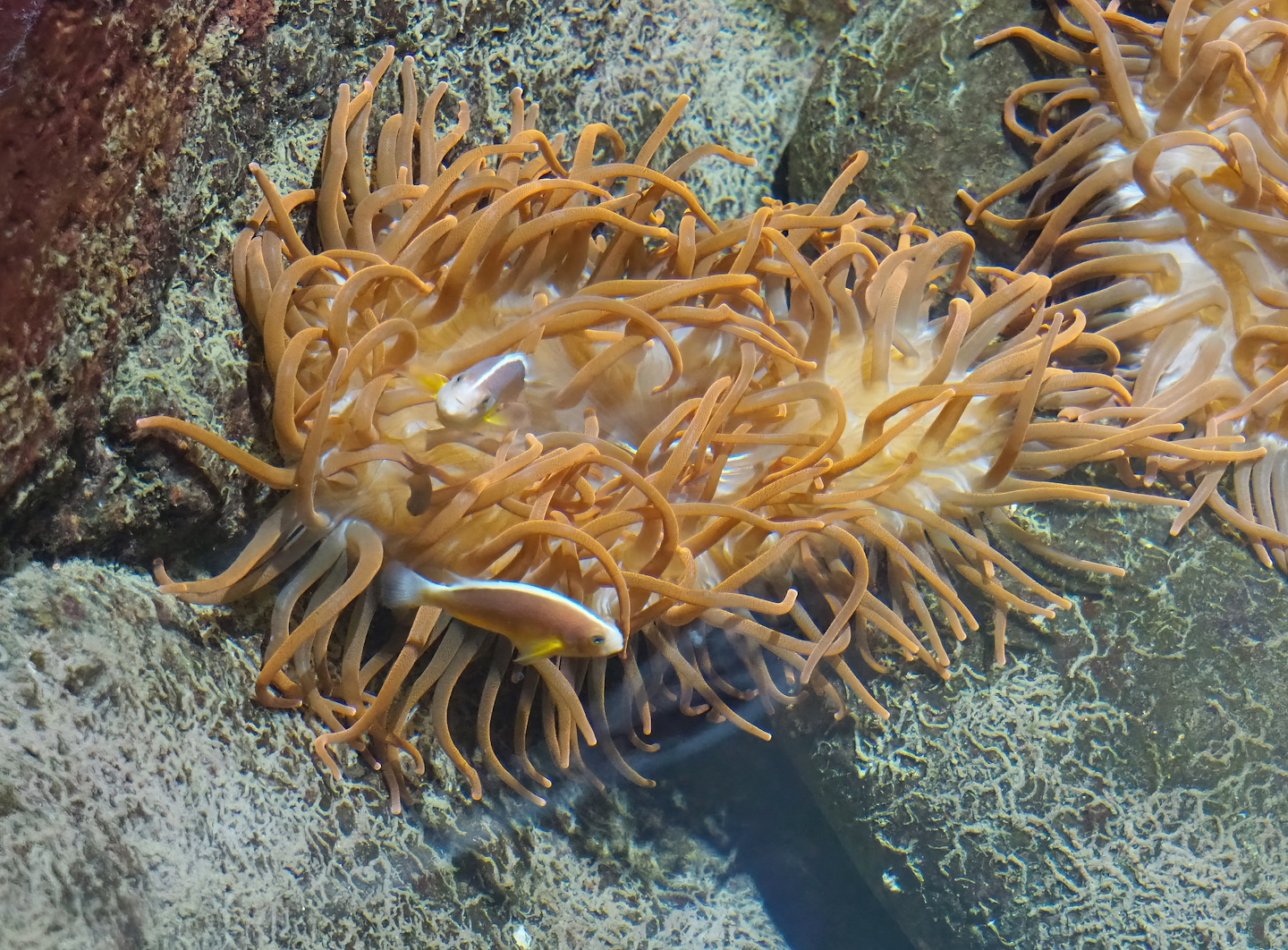 Orange sea anemone and Skunk clownfish (Amphiprion akallopisos), 2023-10-07
