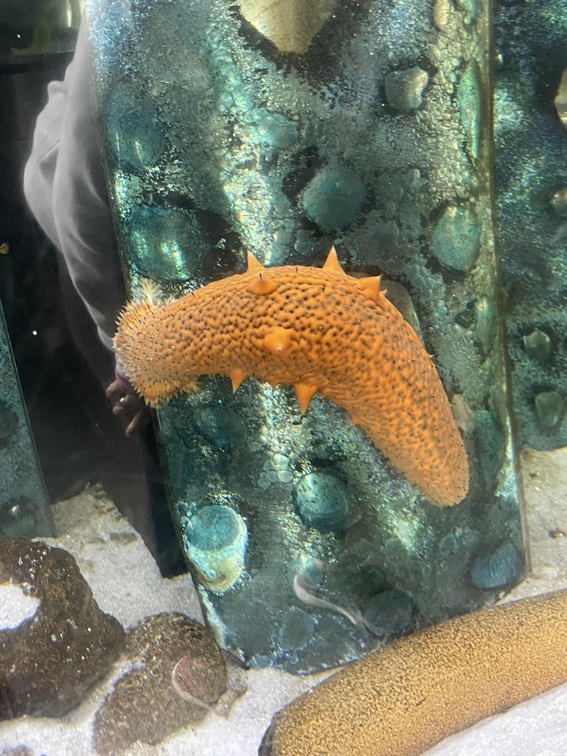 Orange Sea Cucumber