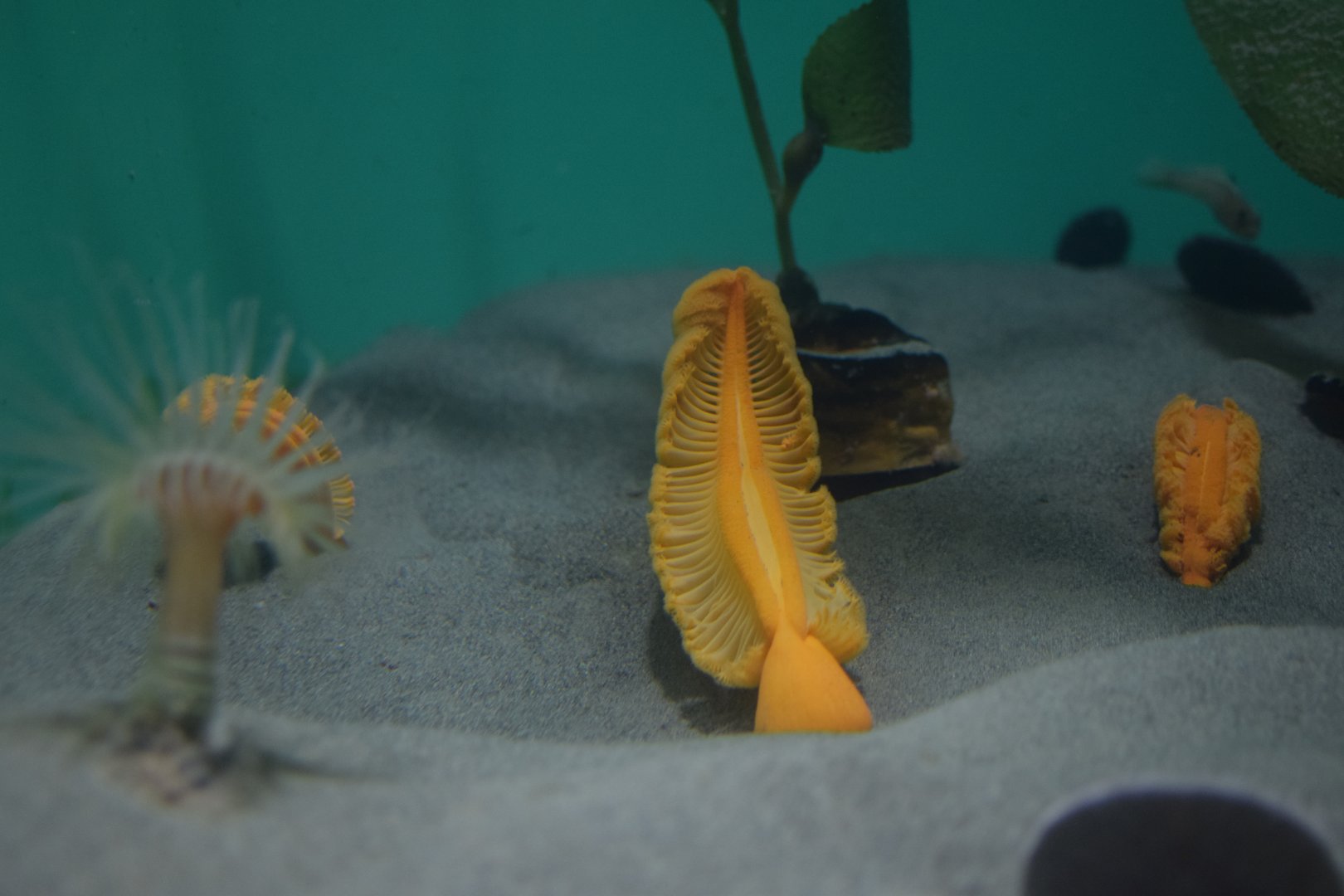 Orange sea pen