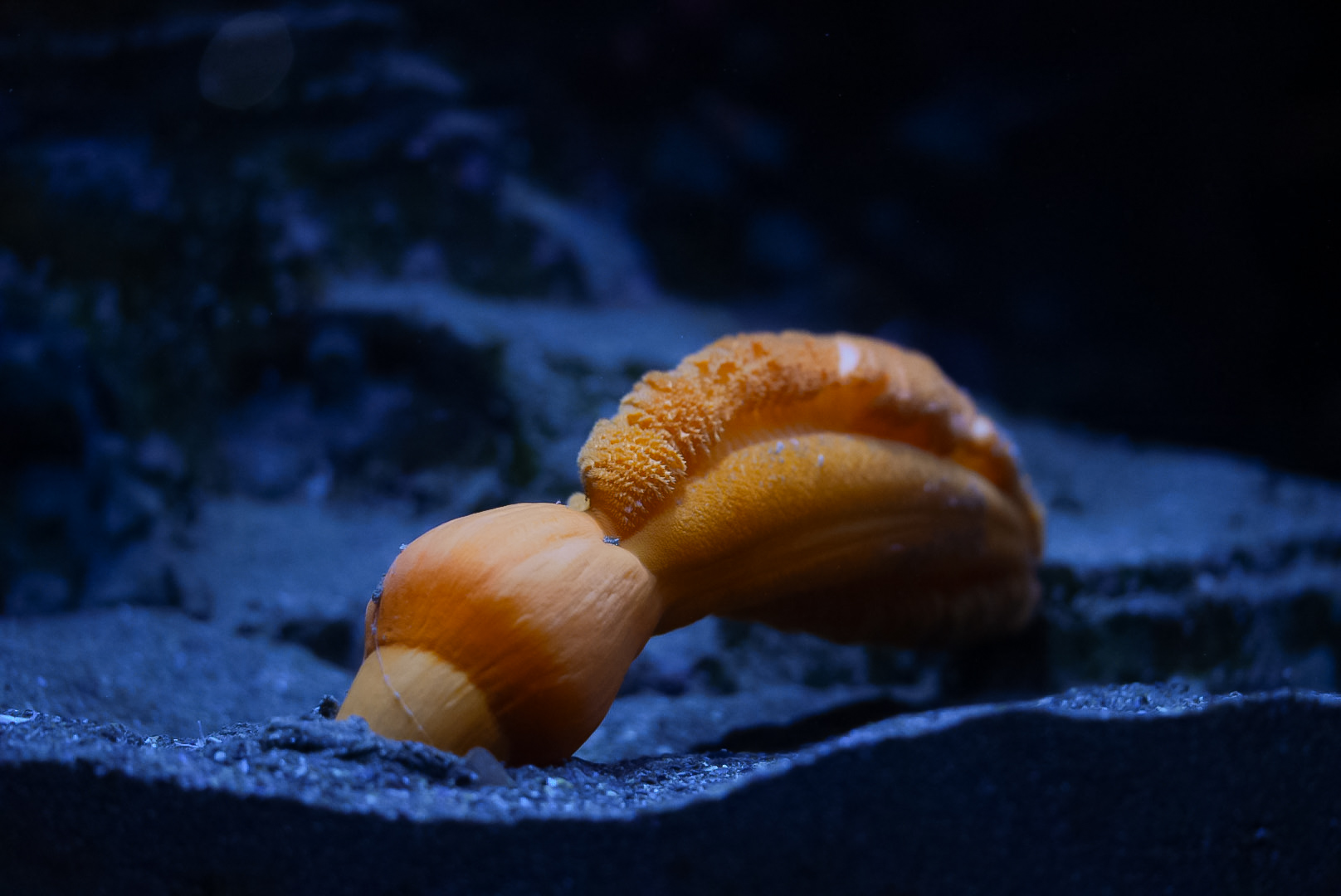 Orange Sea Pen