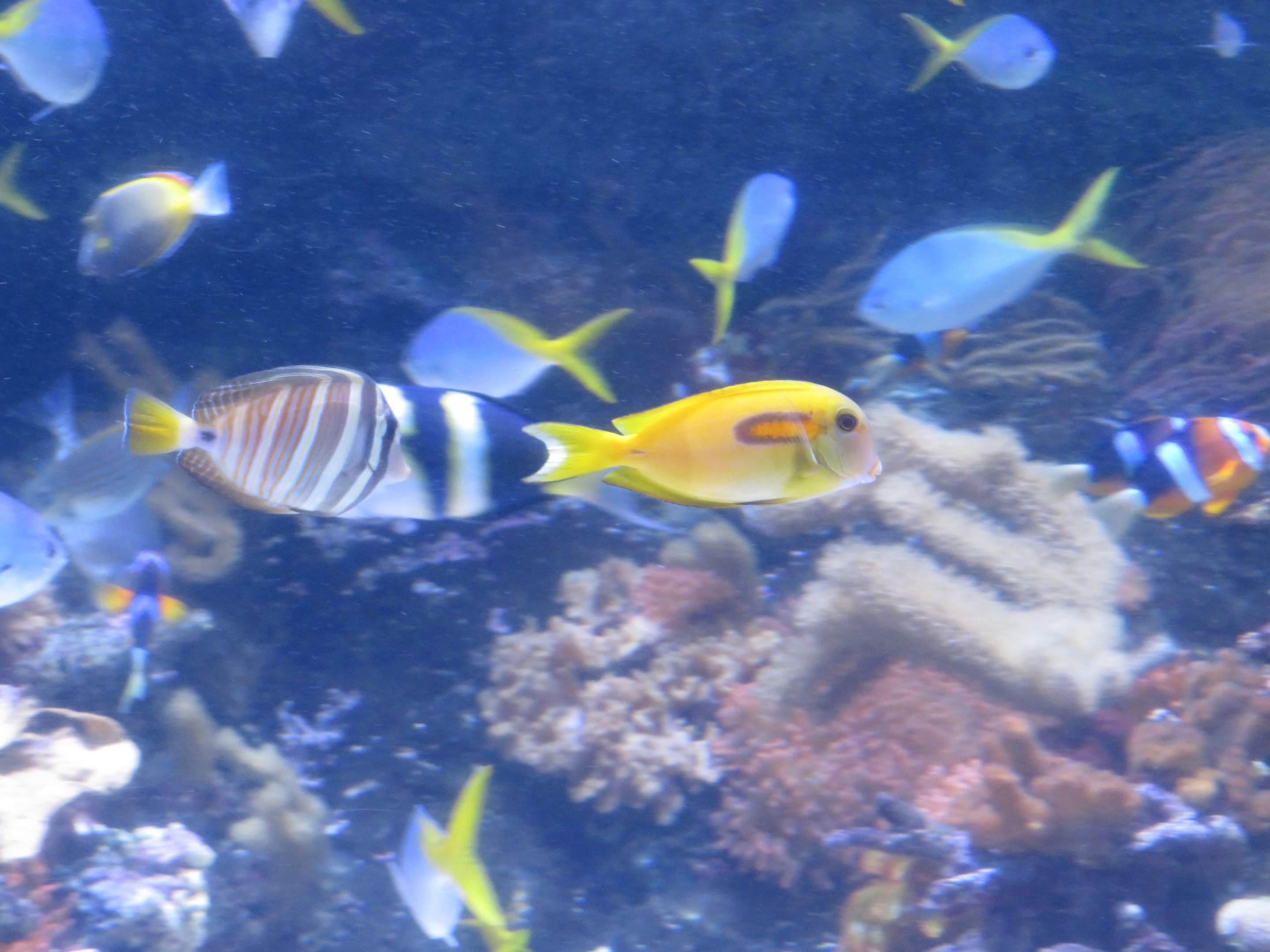Orange-shoulder and Sailfin Tang