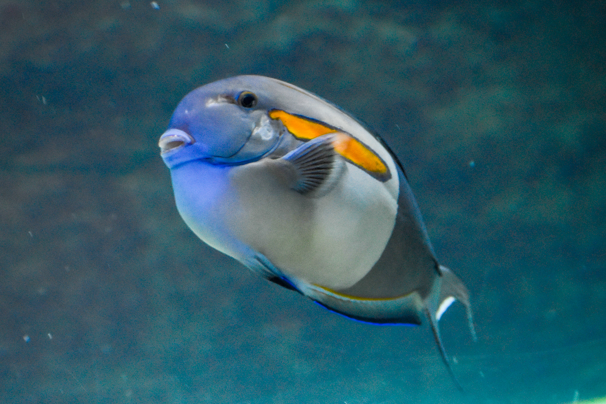 Orange-shoulder Surgeonfish (Acanthurus olivaceus)