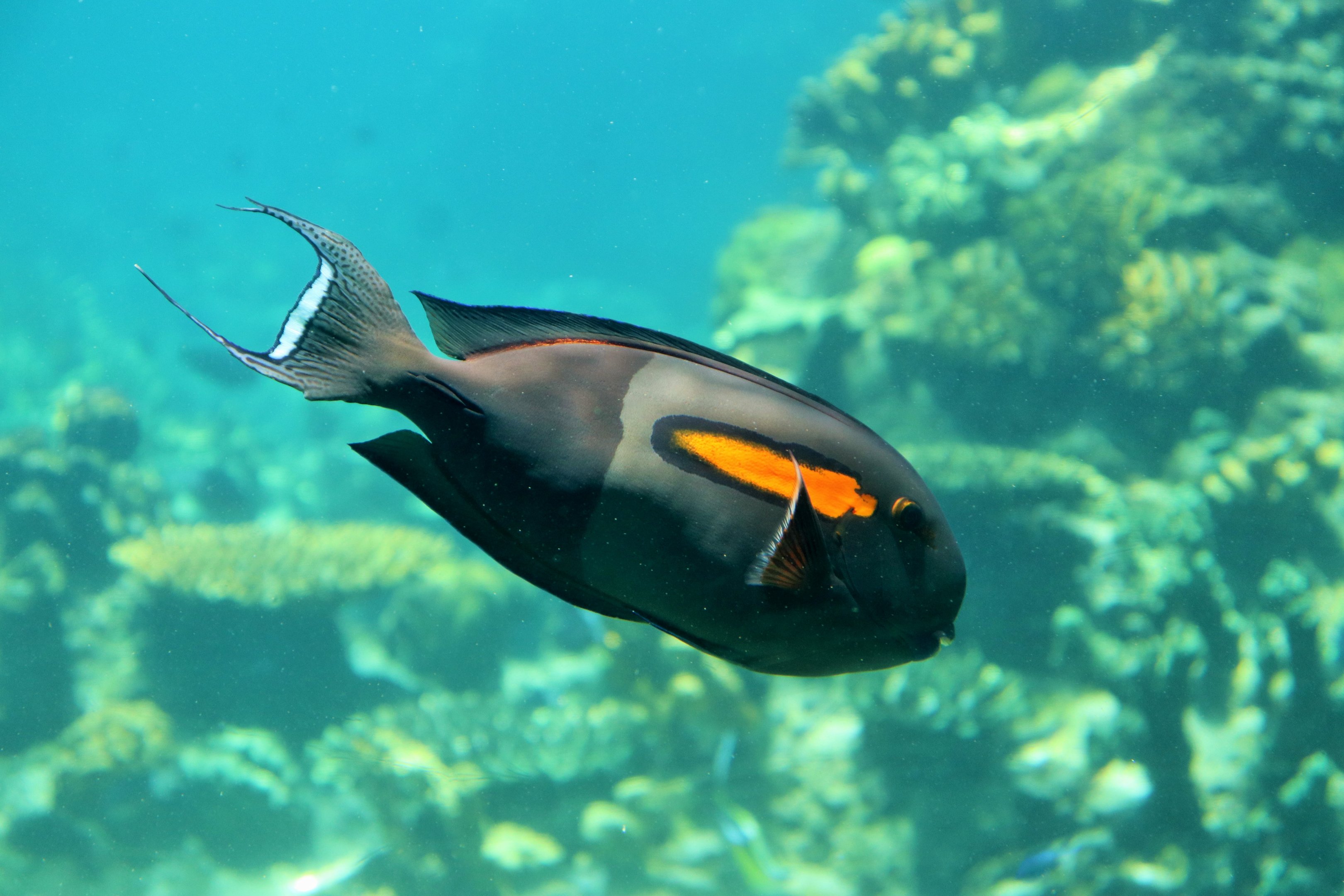 Orange Shoulder Tang (Acanthurus olivaceus)