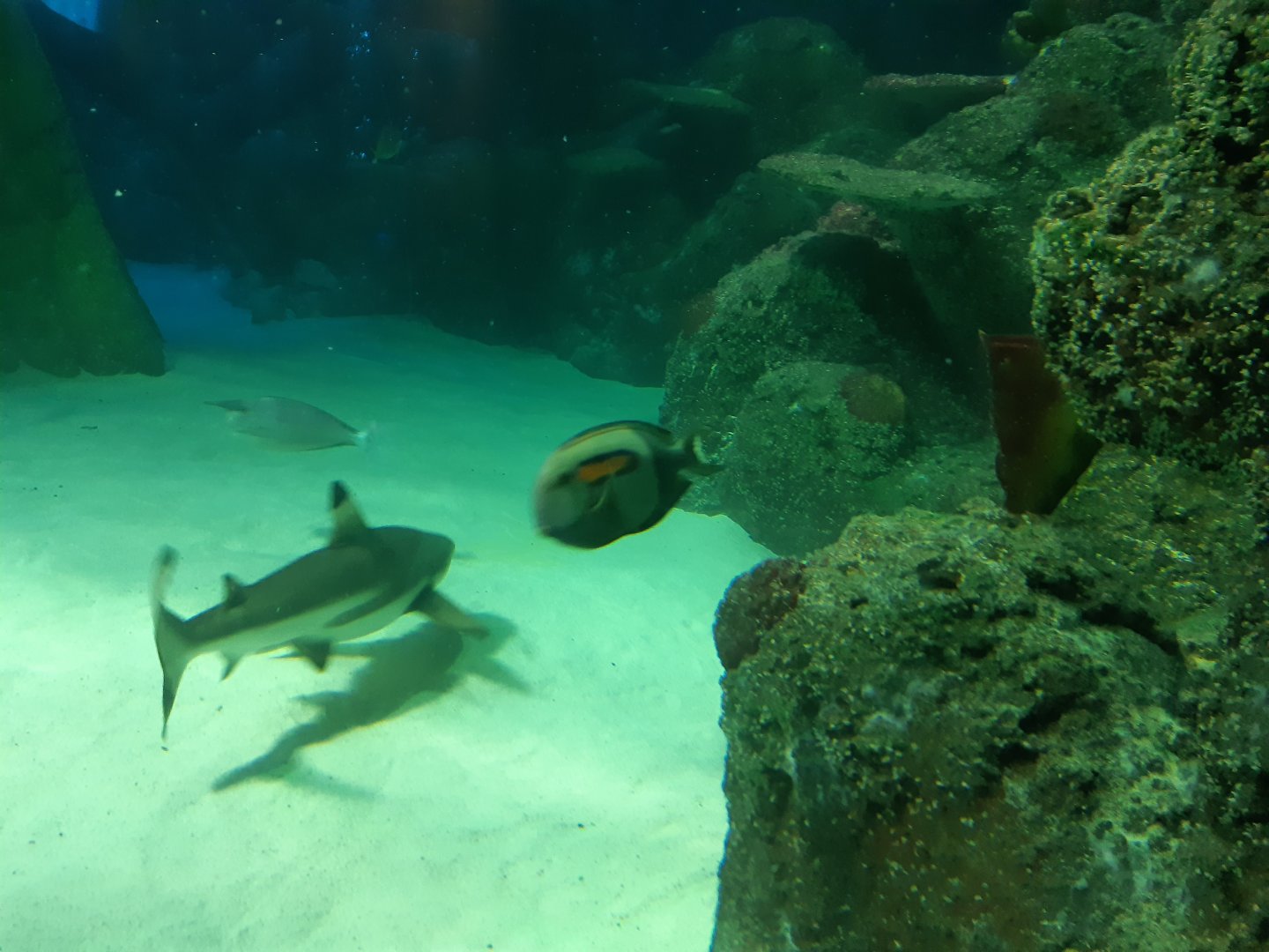 Orange shoulder tang