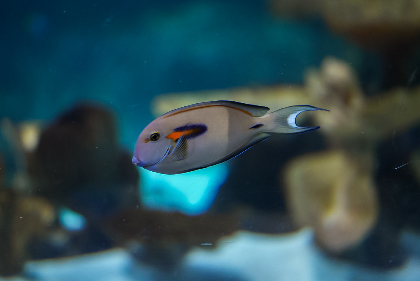 Orange Shoulder Tang