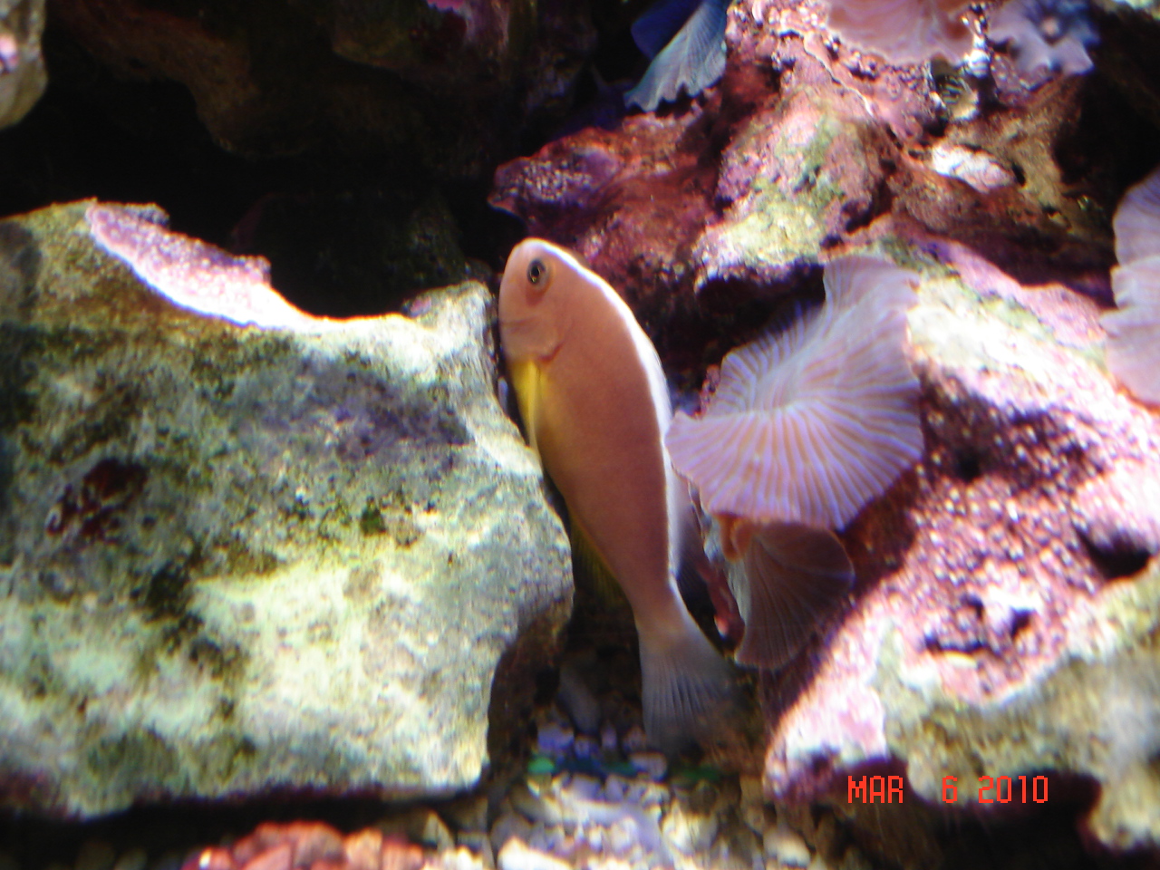 Orange skunk clownfish