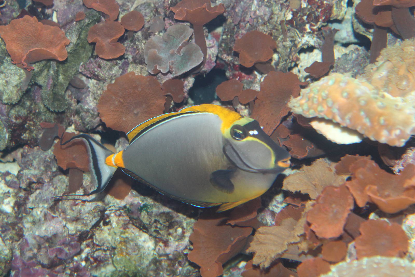 Orange-spine Unicornfish