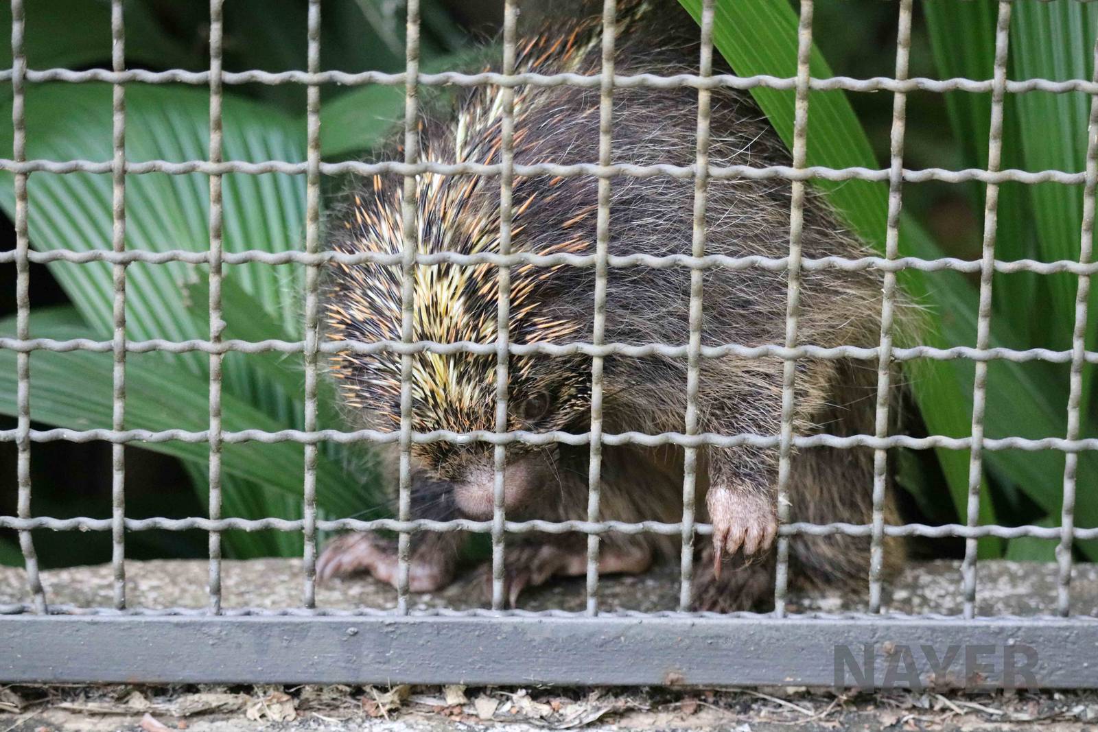 Orange-spined hairy dwarf porcupine, April 2016