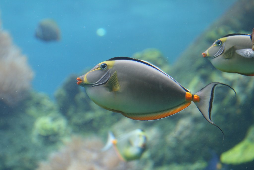 Orange-spined Surgeonfish