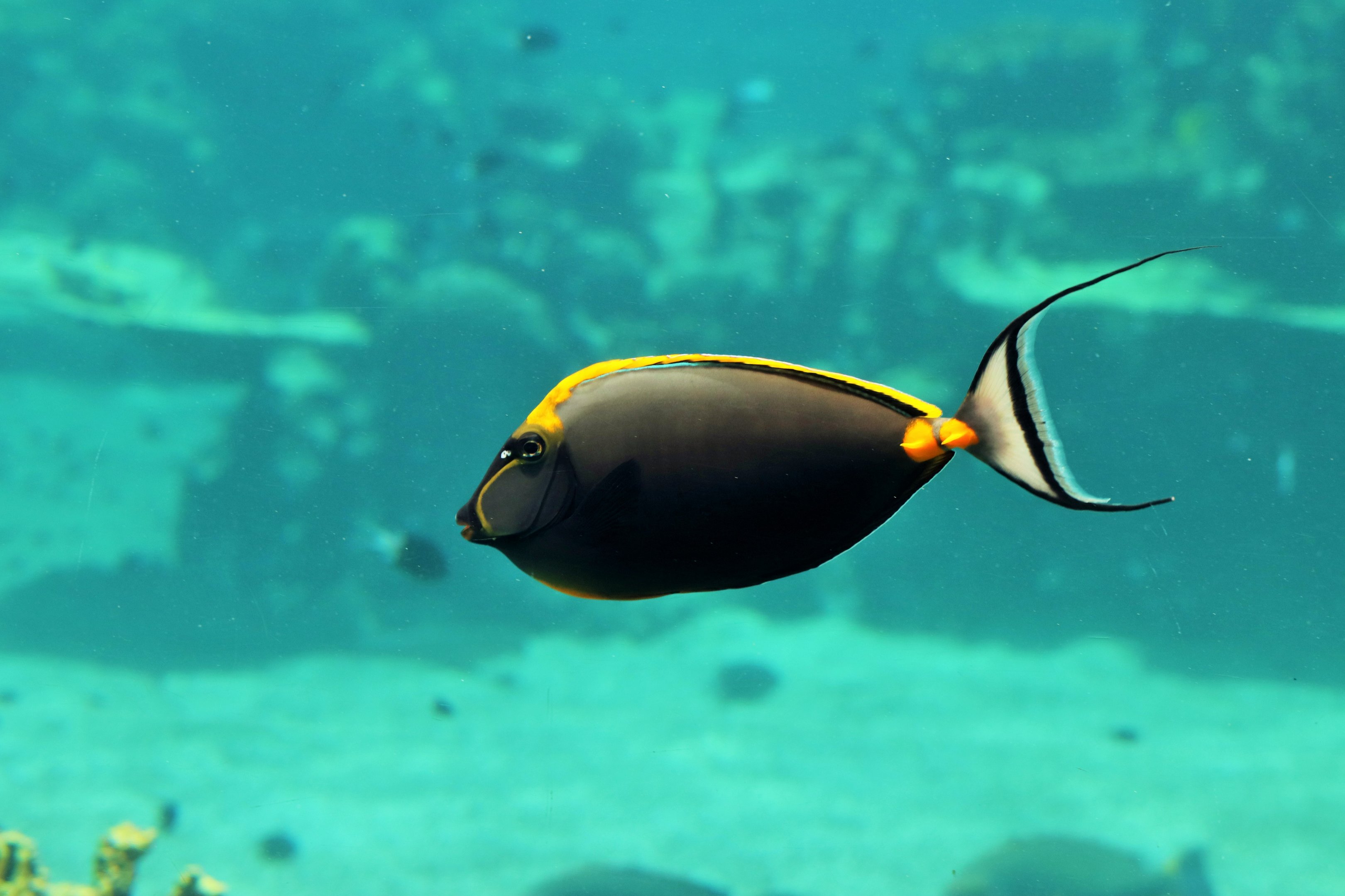 Orange-spined Unicornfish (Naso lituratus)