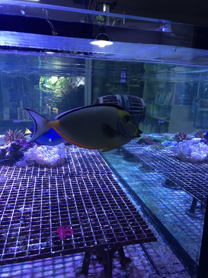 Orange Spined Unicornfish (Naso lituratus)