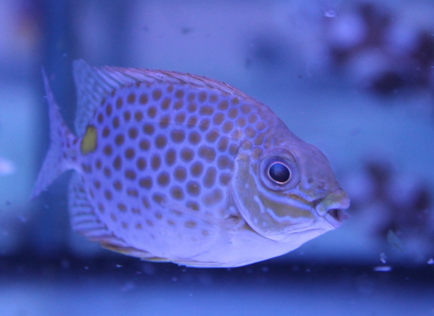 Orange-spot rabbitfish - Siganus guttatus