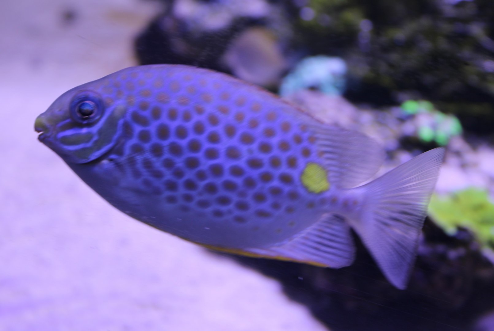 Orange-spot rabbitfish - Siganus guttatus