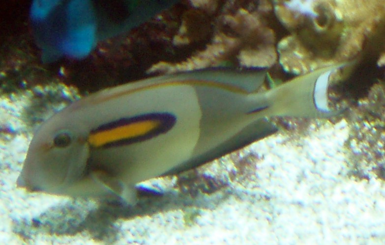 Orange-spot Surgeonfish (Acanthurus olivaceus)