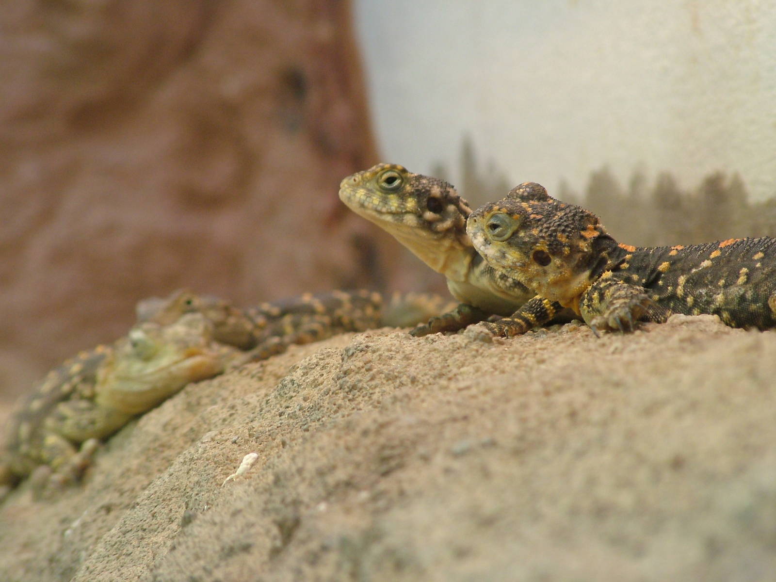 Orange-spotted Agama at Frankfurt 31/08/10