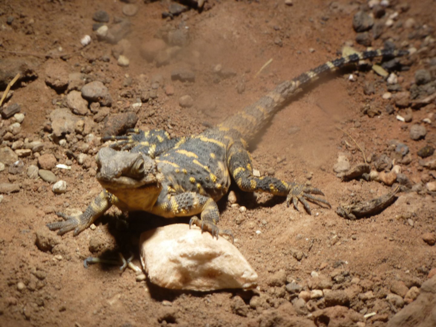 Orange spotted agama (black hardun)