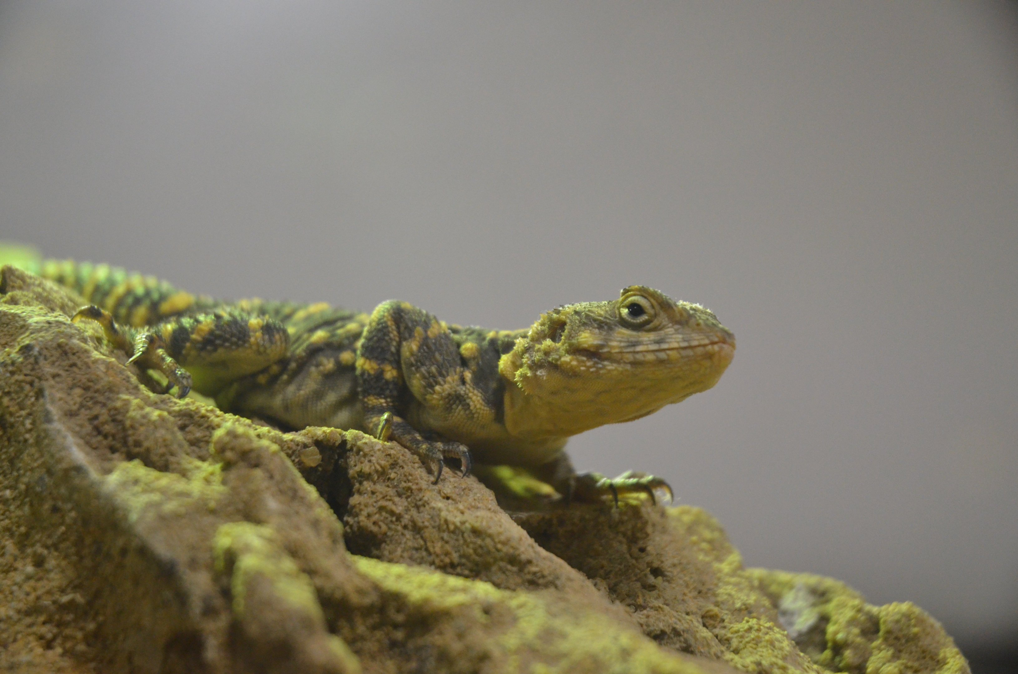 Orange-spotted Agama - Desert House at Nuremberg, 08/09/19