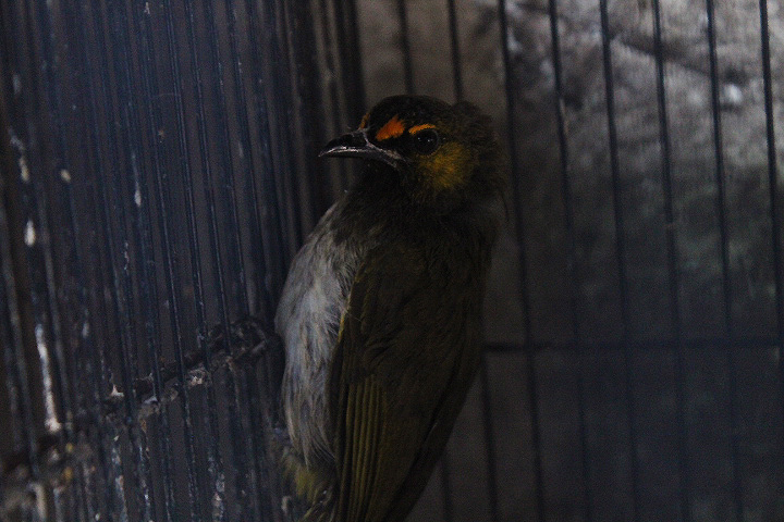 Orange-spotted bulbul (Pycnonotus bimaculatus bimaculatus)
