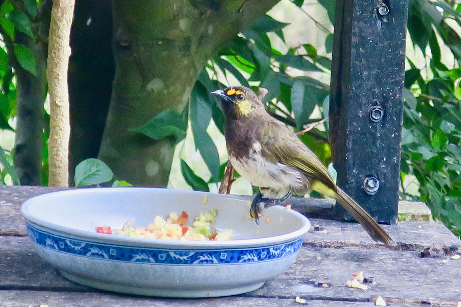 Orange-Spotted Bulbul (Pycnonotus bimaculatus) - Green World
