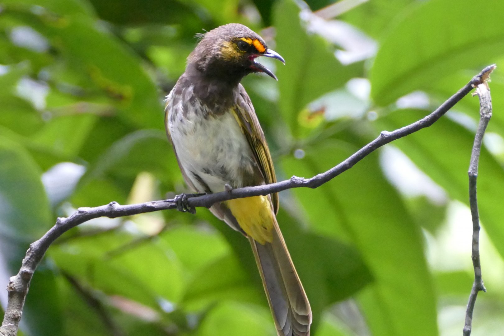 Orange-spotted Bulbul
