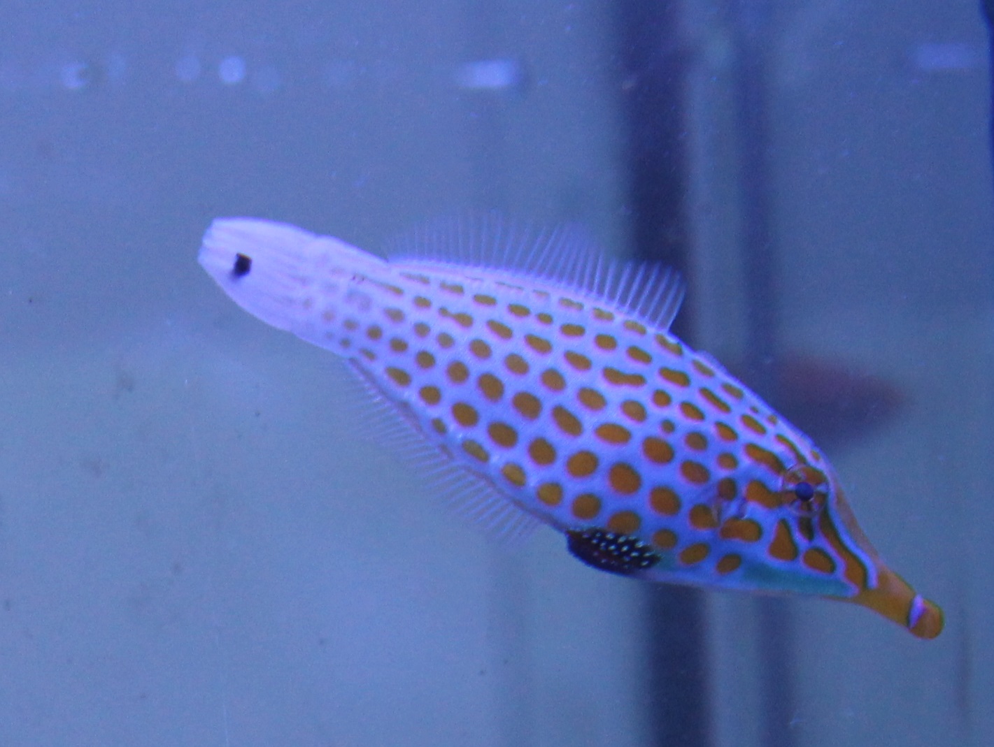 Orange-spotted filefish - Oxymonacanthus longirostris