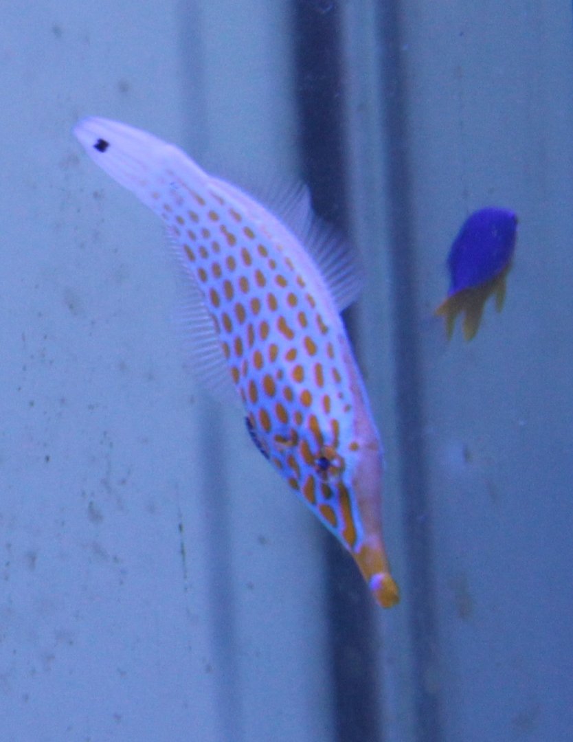 Orange-spotted filefish - Oxymonacanthus longirostris