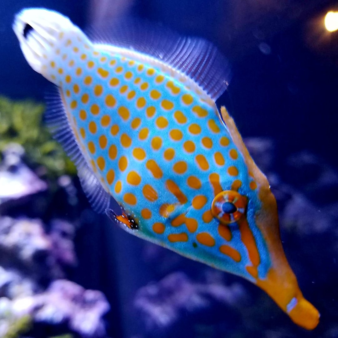 Orange-Spotted Filefish (Oxymonacanthus longirostris)