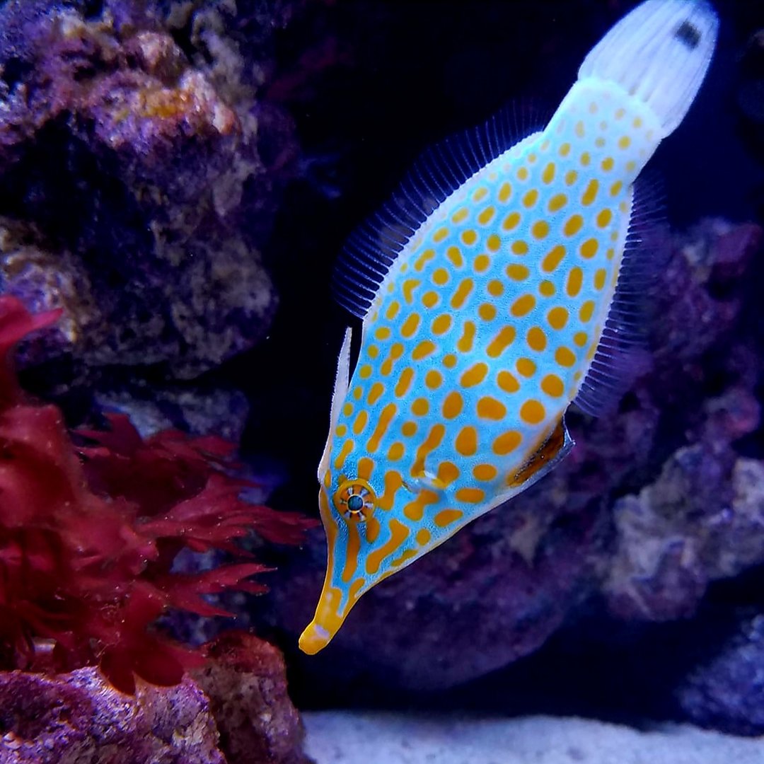 Orange-Spotted Filefish (Oxymonacanthus longirostris)