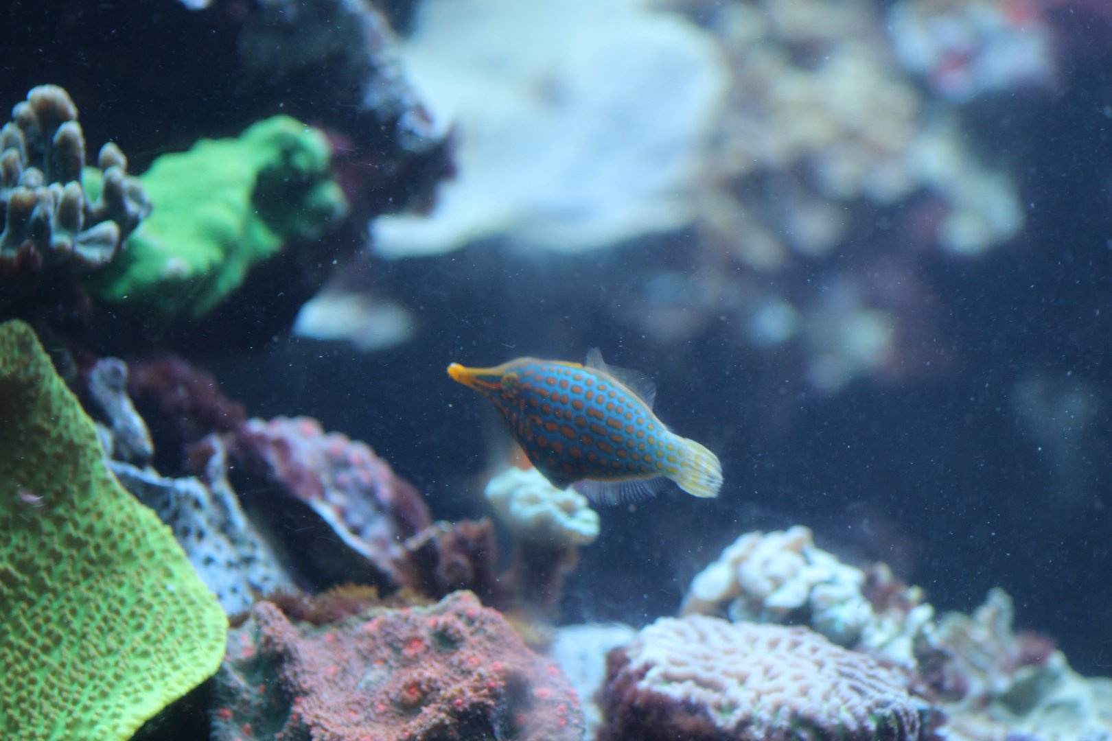 Orange-Spotted Filefish