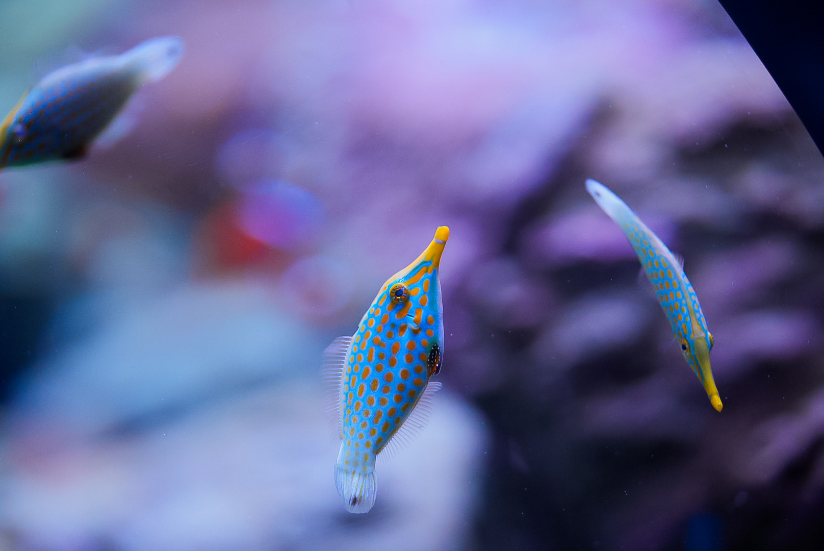 Orange Spotted Filefish