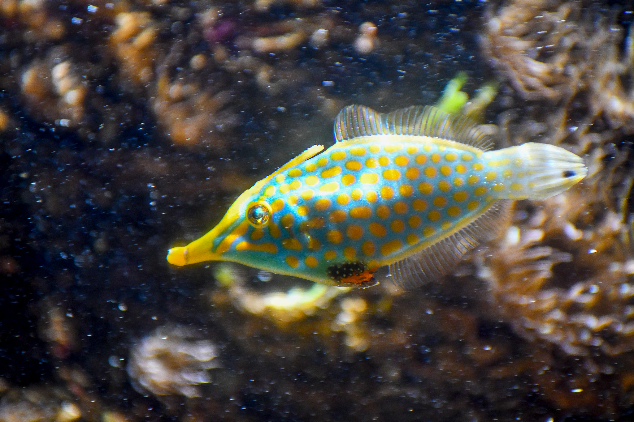 Orange-spotted Filefish